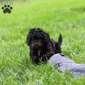 Jake, Cavapoo Puppy